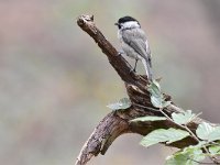 Parus palustris 64, Glanskop, Saxifraga-Luuk Vermeer