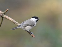 Parus palustris 66, Glanskop, Saxifraga-Luuk Vermeer