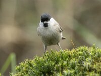 Parus palustris 68, Glanskop, adult, Saxifraga-Theo Verstrael