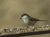 Parus palustris 7, Glanskop, Saxifraga-Jan van der Straaten