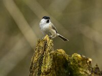Parus palustris 72, Glanskop, adult, Saxifraga-Theo Verstrael