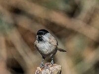 Parus palustris 76, Glanskop, adult, Saxifraga-Theo Verstrael