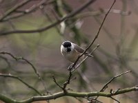 Parus palustris 8, Glanskop, Saxifraga-Luc Hoogenstein