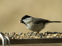 Parus palustris 9, Glanskop, Saxifraga-Jan van der Straaten