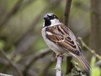 Huismus; House sparrow  Huismus; House sparrow : Limburg, Nederland, algemene soort, appelboom, apple tree, april, bedreigd, bird, boomgaard, common species, fruitboom, house sparrow, huismus, kwetsbaar, passer domesticus, rode lijst, spring, stadsnatuur, stadsvogel, the Netherlands, vogel, voorjaar