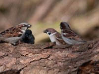 Passer domesticus 101, Huismus, Saxifraga-Luuk Vermeer