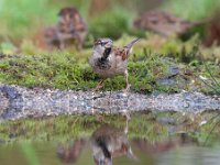 Passer domesticus 104, Huismus, Saxifraga-Luuk Vermeer