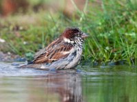 Passer domesticus 108, Huismus, Saxifraga-Luuk Vermeer