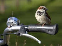 Huismus; House sparrow  Huismus; House sparrow : Friesland, Limburg, Natura 2000, Nederland, Schiermonnikoog, Wadden, Wadden sea, Waddeneiland, bedreigd, beschermd natuurgebied, bicycle, bird, common species, eiland, fiets, fietsstuur, house sparrow, huismus, kwetsbaar, lente, passer domesticus, rode lijst, spring, stadsnatuur, stadsvogel, stuur, the Netherlands, vogel, voorjaar