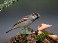 Passer domesticus 116, Huismus, Saxifraga-Luuk Vermeer