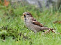 Passer domesticus 119, Huismus, Saxifraga-Luuk Vermeer