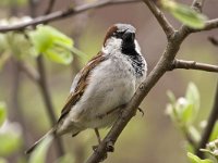 Huismus; House sparrow  Huismus; House sparrow : Limburg, Nederland, algemene soort, appelboom, apple tree, april, bedreigd, bird, boomgaard, common species, fruitboom, house sparrow, huismus, kwetsbaar, passer domesticus, rode lijst, spring, stadsnatuur, stadsvogel, the Netherlands, vogel, voorjaar