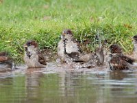 Passer domesticus 120, Huismus, Saxifraga-Luuk Vermeer