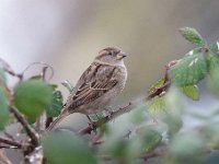 Passer domesticus 124, Huismus, Saxifraga-Luuk Vermeer