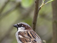 Huismus; House sparrow  Huismus; House sparrow : Limburg, Nederland, algemene soort, appelboom, apple tree, april, bedreigd, bird, boomgaard, common species, fruitboom, house sparrow, huismus, kwetsbaar, passer domesticus, rode lijst, spring, stadsnatuur, stadsvogel, the Netherlands, vogel, voorjaar