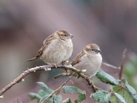 Passer domesticus 132, Huismus, Saxifraga-Luuk Vermeer