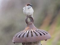 Passer domesticus 133, Huismus, Saxifraga-Luuk Vermeer