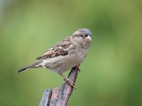 Passer domesticus 137, Huismus, Saxifraga-Luuk Vermeer