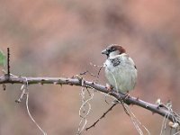 Passer domesticus 139, Huismus, Saxifraga-Luuk Vermeer