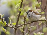 Huismus; House sparrow  Huismus; House sparrow : Limburg, Nederland, algemene soort, appelboom, apple tree, april, bedreigd, bird, boomgaard, common species, fruitboom, house sparrow, huismus, kwetsbaar, passer domesticus, rode lijst, spring, stadsnatuur, stadsvogel, the Netherlands, vogel, voorjaar