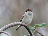 Passer domesticus 140, Huismus, Saxifraga-Luuk Vermeer