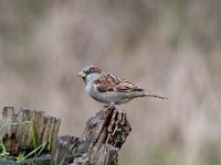 Passer domesticus 141, Huismus, Saxifraga-Luuk Vermeer