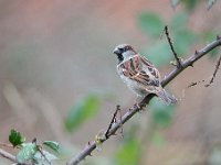 Passer domesticus 142, Huismus, Saxifraga-Luuk Vermeer