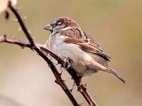 Passer domesticus 144, Huismus, Saxifraga-Bart Vastenhouw