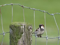 Passer domesticus 146, Huismus, Saxifraga-Hans Dekker