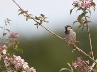 Passer domesticus 15, Huismus, Saxifraga-Mark Zekhuis