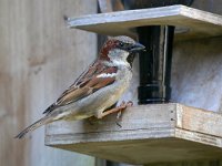 Passer domesticus 153, Huismus, Saxifraga-Tom Heijnen