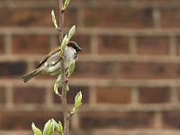 Huismus; House sparrow  Huismus; House sparrow : Limburg, Nederland, algemene soort, appelboom, apple tree, april, bedreigd, bird, boomgaard, common species, fruitboom, house sparrow, huismus, kwetsbaar, passer domesticus, rode lijst, spring, stadsnatuur, stadsvogel, the Netherlands, vogel, voorjaar