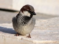 Passer domesticus 18, Huismus, male, Saxifraga-Iztok Skornik