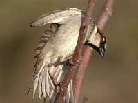 Passer domesticus 19, Huismus, male, Saxifraga-Iztok Skornik