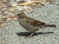 Passer domesticus 2, Huismus, Saxifraga-Jan van der Straaten