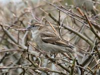 Passer domesticus 20, Huismus, Saxifraga-Henk Baptist