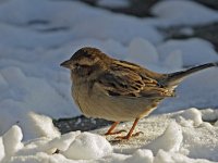 Passer domesticus 26, Huismus, Saxifraga-Ab H Baas