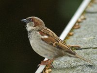 Passer domesticus 27, Huismus, Saxifraga-Ab H Baas