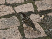 Passer domesticus 28, Huismus, Saxifraga-Willem van Kruijsbergen