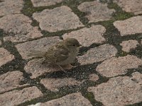 Passer domesticus 29, Huismus, Saxifraga-Willem van Kruijsbergen