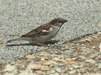 Passer domesticus 3, Huismus, Saxifraga-Jan van der Straaten