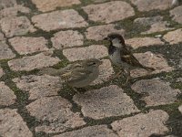 Passer domesticus 30, Huismus, Saxifraga-Willem van Kruijsbergen