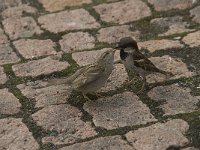 Passer domesticus 31, Huismus, Saxifraga-Willem van Kruijsbergen