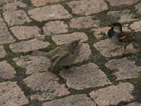 Passer domesticus 32, Huismus, Saxifraga-Willem van Kruijsbergen