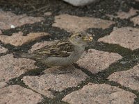 Passer domesticus 33, Huismus, Saxifraga-Willem van Kruijsbergen