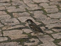 Passer domesticus 35, Huismus, Saxifraga-Willem van Kruijsbergen