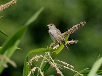 Passer domesticus 36, Huismus, juvenile, Saxifraga-Piet Munsterman