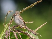 Passer domesticus 37, Huismus, juvenile, Saxifraga-Piet Munsterman