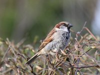 Passer domesticus 38, Huismus, Saxifraga-Henk Baptist