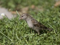 Passer domesticus 39, Huismus, Saxifraga-Luc Hoogenstein : huismus